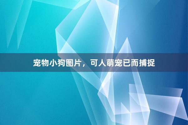宠物小狗图片，可人萌宠已而捕捉